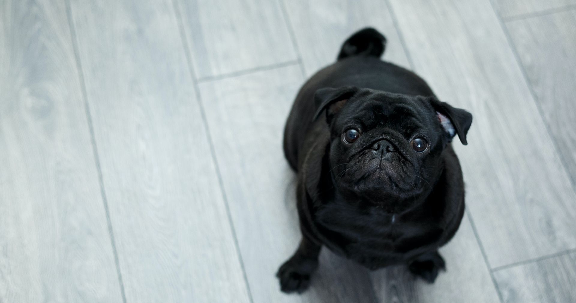 Black Pug on the Wood-like Floor Tile